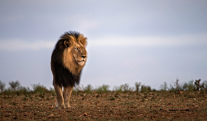 Majestic Lion at Kapama